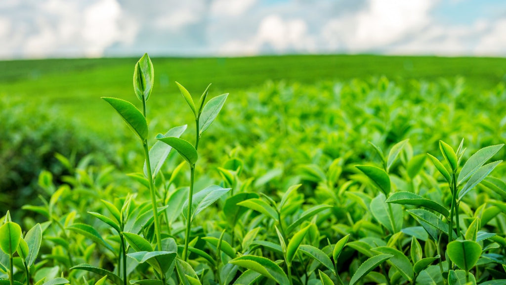 Sipping Through Time: A Journey into the Fascinating History of Tea